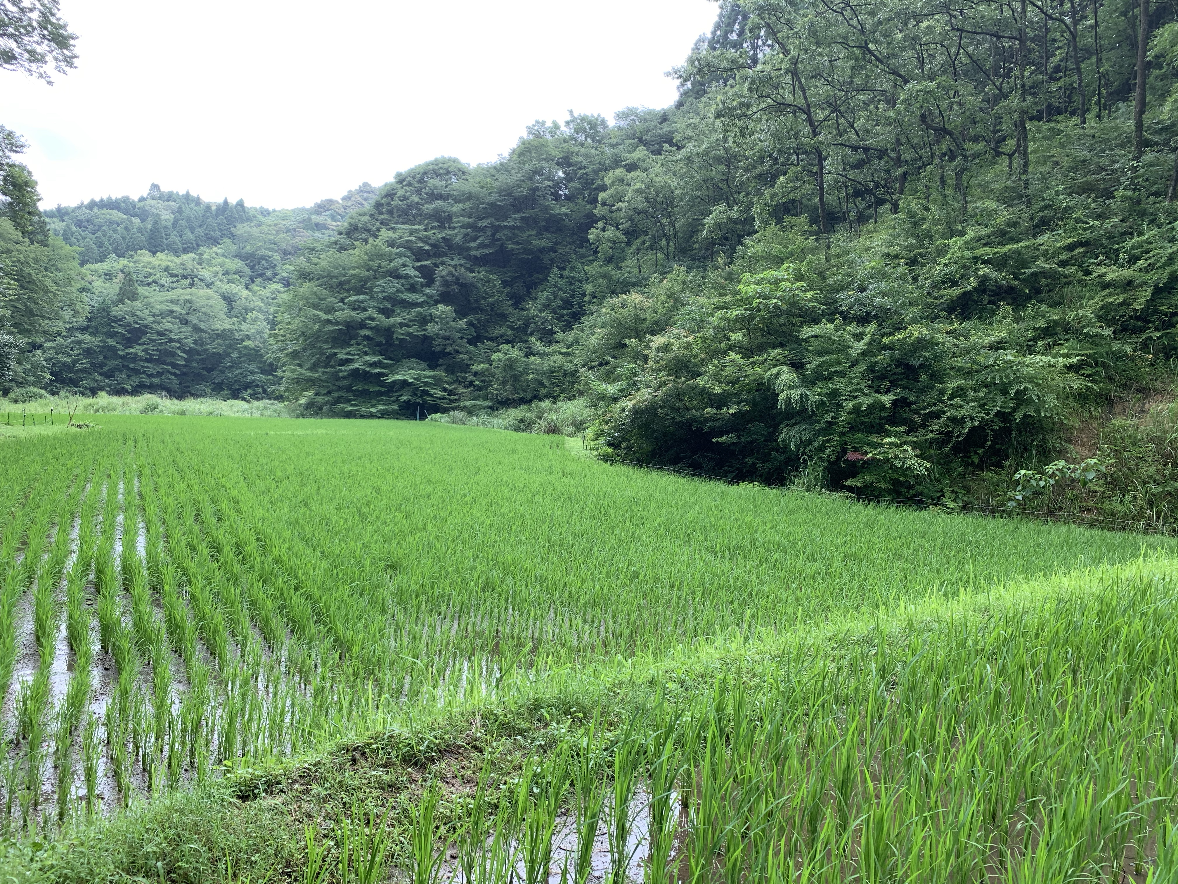田んぼ | マエダジュエリーのブログ〜ジュエリーのある日々〜